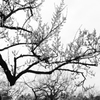 梅の木　モノクロ