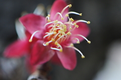花のあと
