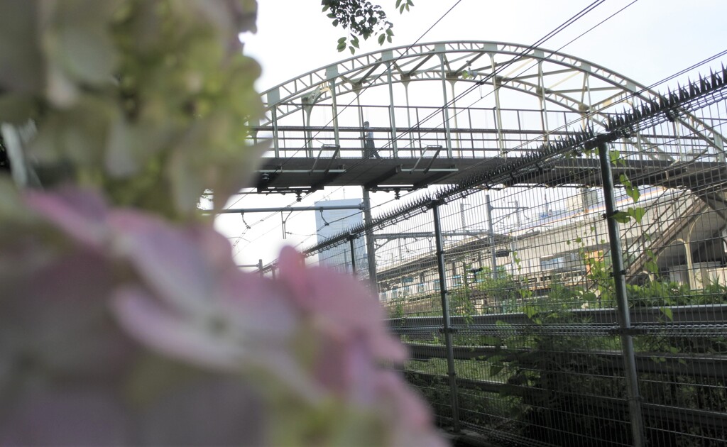 飛鳥山の紫陽花