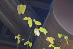 アケビの葉の黄葉