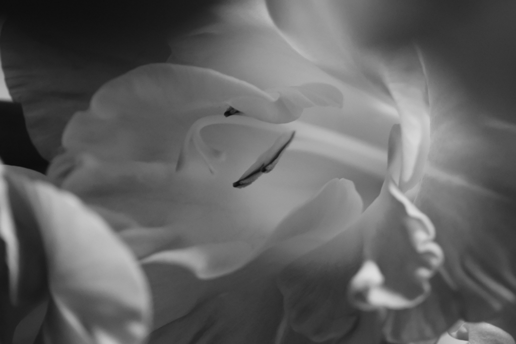 グラジオラスの蕊