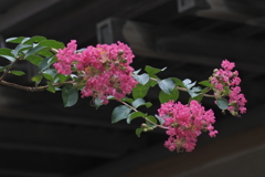 軒先のさるすべり