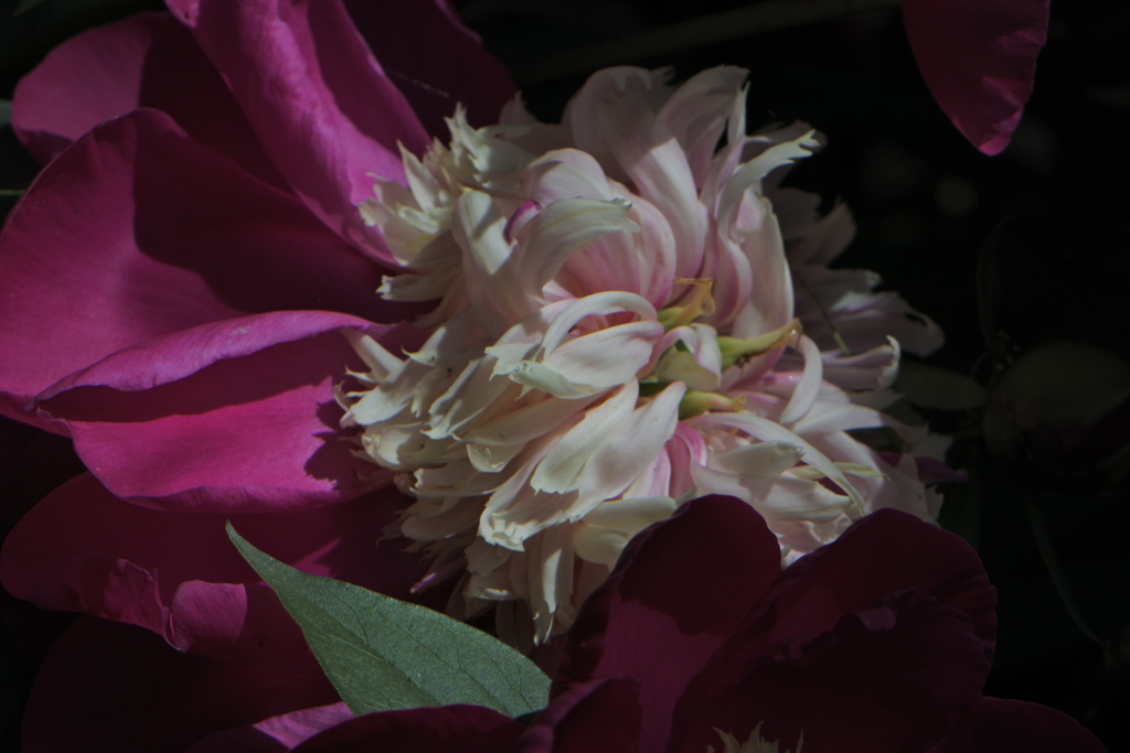 昼下がりの秘め事