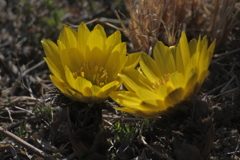 福寿草咲いたよ