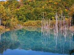 北海道へ行こう　青い池