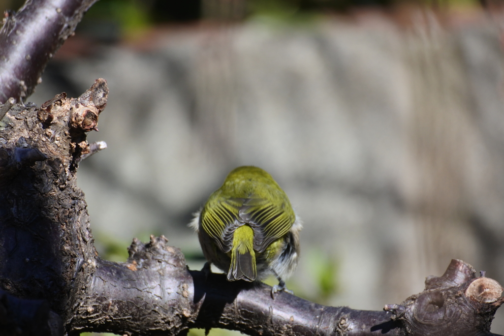 メジロさん撮ったぞ！あれ？後ろ姿だった