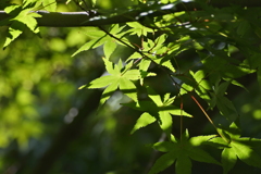 青モミジ