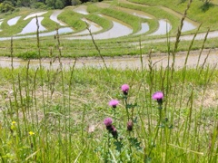 アザミと棚田