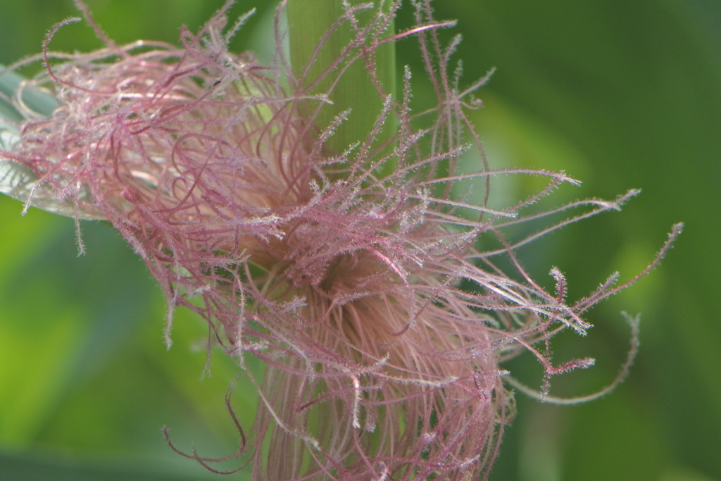 チェロキーロングコーン　雌花