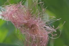チェロキーロングコーン　雌花