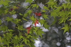 せっかちなもみじ