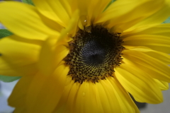 ひまわり