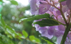 雨に濡れた紫陽花