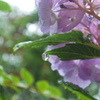 雨に濡れた紫陽花