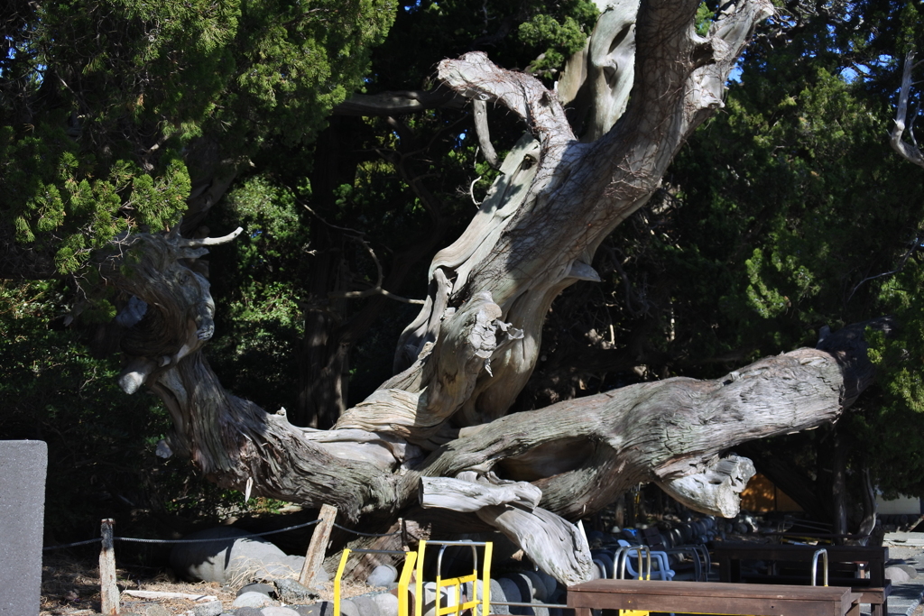 大瀬埼　ビャクシン樹林