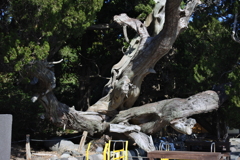 大瀬埼　ビャクシン樹林