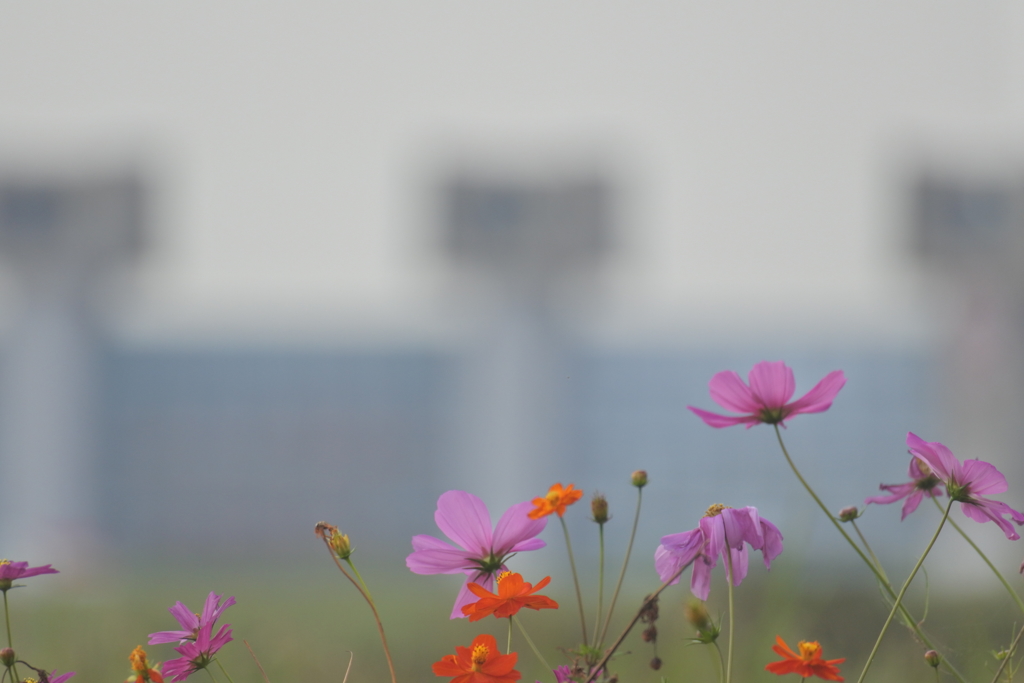 コスモスと水門
