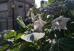 いや～ん、日焼けしちゃう