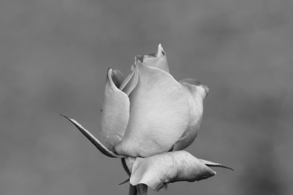 薔薇三種　咲く時を待つ