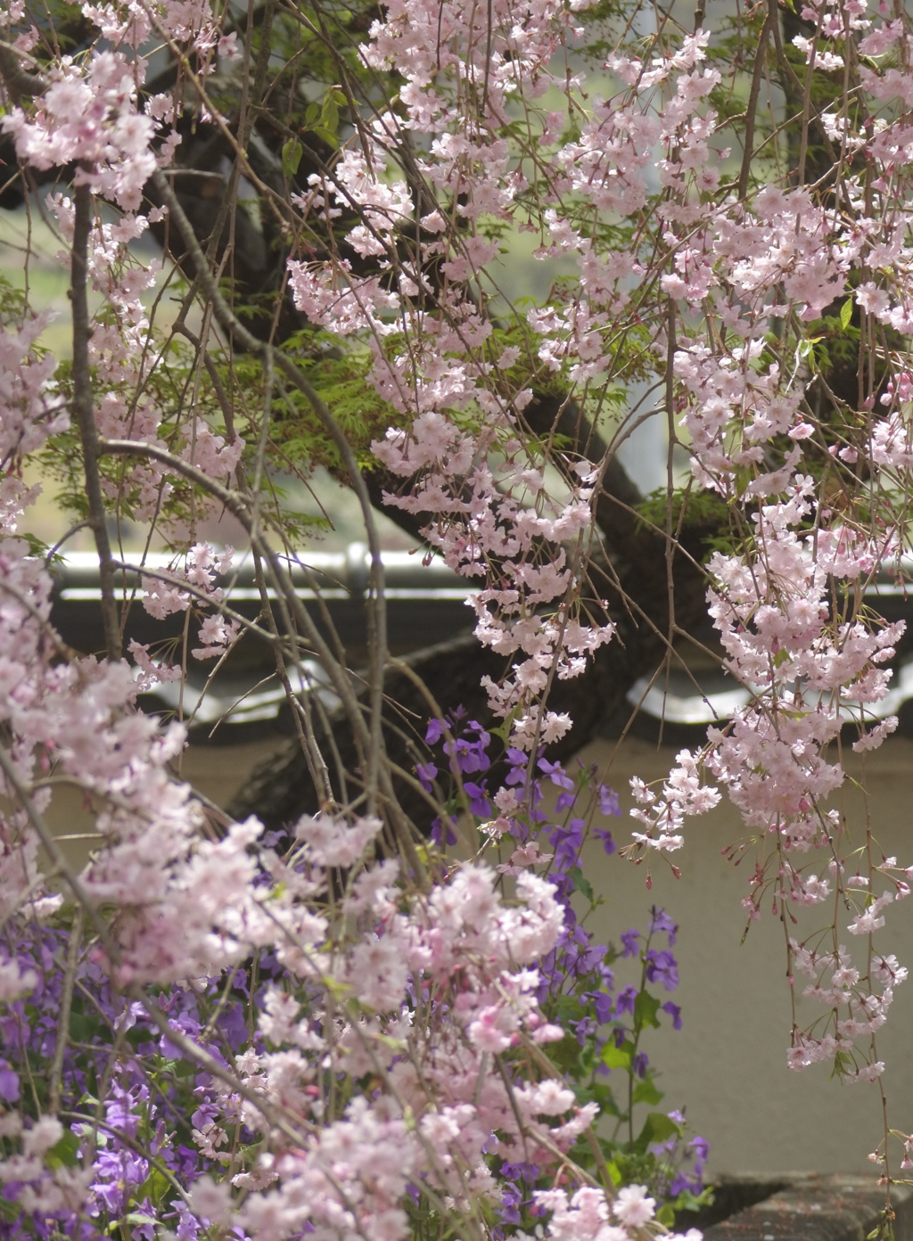 慈雲寺の桜