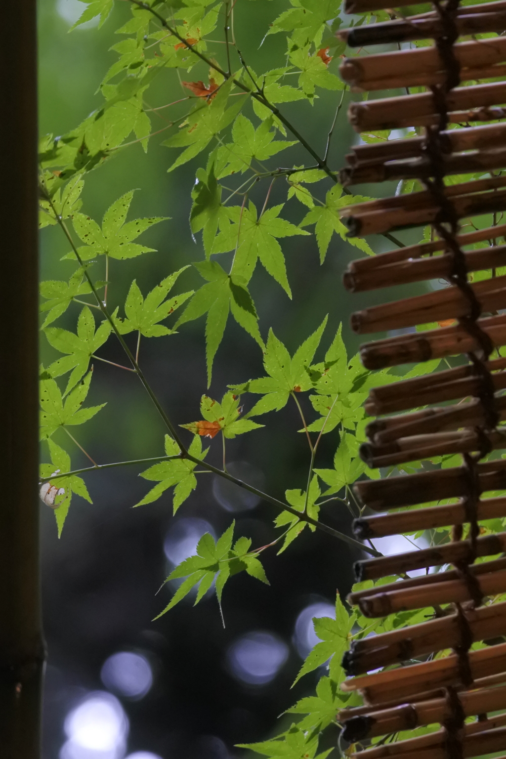 簾から覗くもみじ
