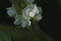 大豆の花