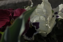 パンジーのかくれんぼ　息をひそめて