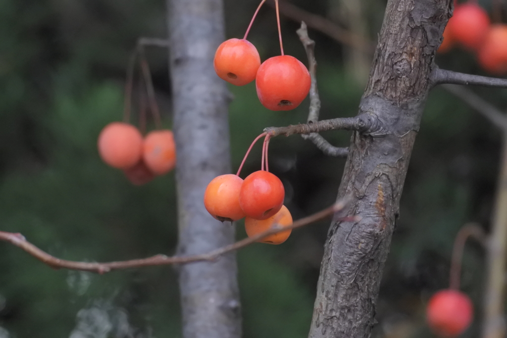 さくらんぼみたいな赤い実