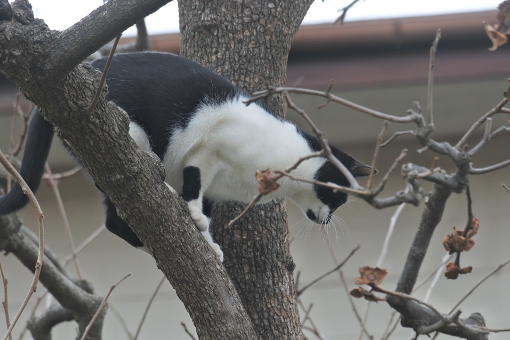 中山散歩で出会った猫たち　狙う