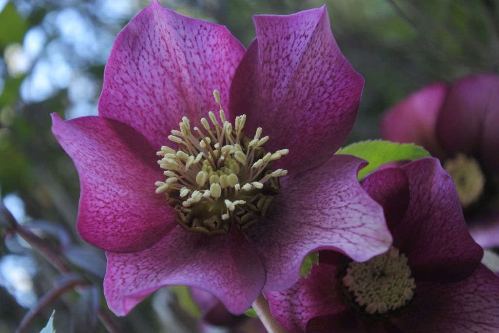 クリスマスローズ