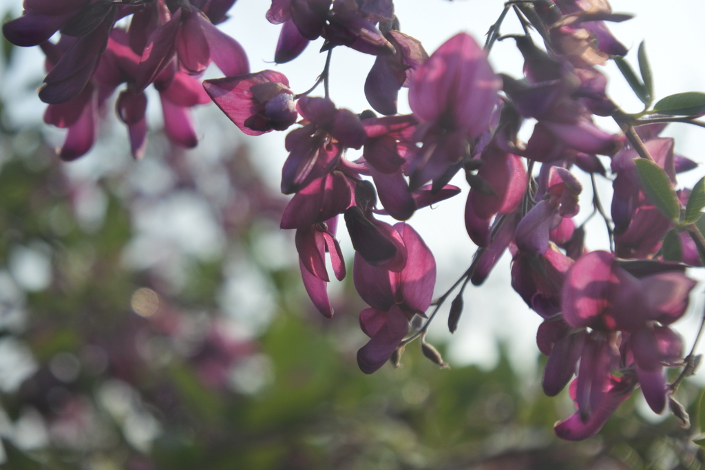 朝陽の中の萩の花