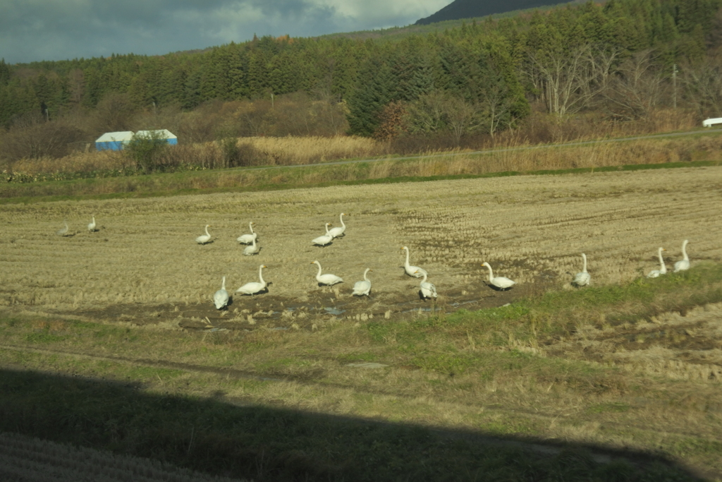 白鳥の群れ（おまけ）