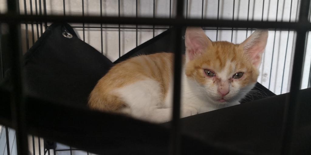 我が家の守り神