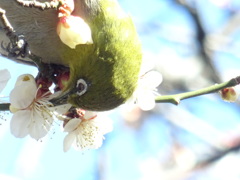 蜜の味