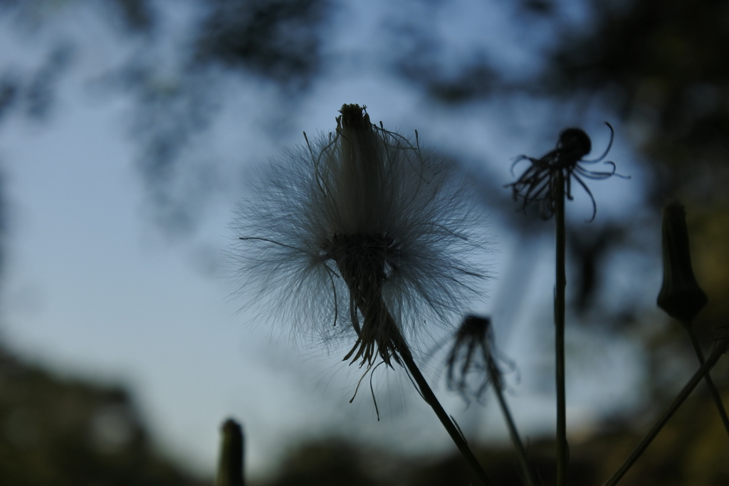 DSC_8808
