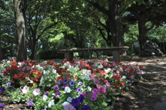 奇麗な花が咲いていた