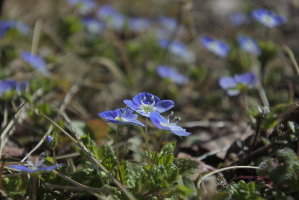 小さな野の花