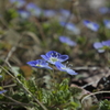 小さな野の花