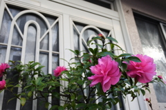 山茶花の咲く窓辺