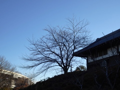 春が待ち遠しい