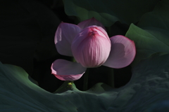 蓮