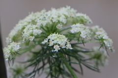 ニンジンの花
