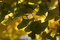 陽射しで色づく