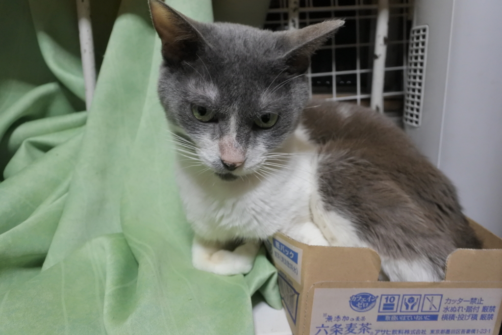 何か違和感あるのよねぇ