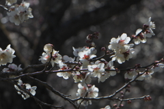 偕楽園の梅