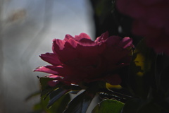 山茶花