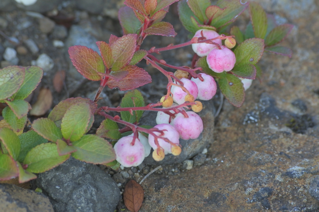 十勝岳望岳台に咲く