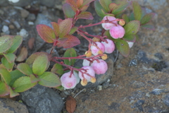 十勝岳望岳台に咲く
