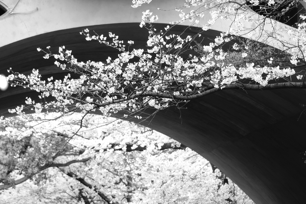 アーチと桜