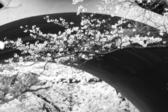 アーチと桜